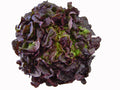 Lechuga